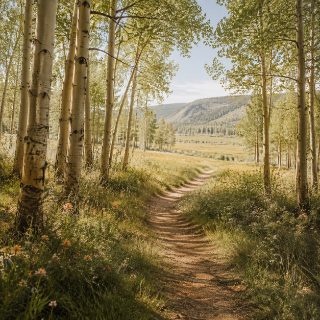 Aspen grove trail in the Colorado foothills